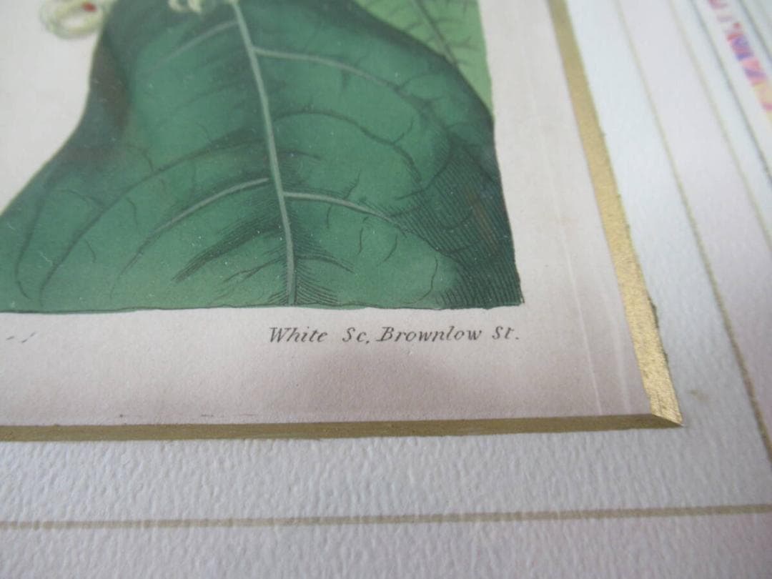 三越発売 定価5.8万◆1817年 英国 Edwards筆 ボタニカルアート