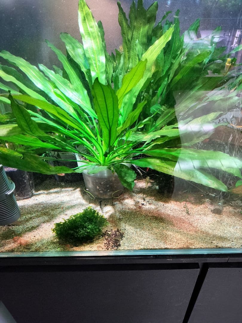 エキノドルスホレマニーレッドエッジ大株