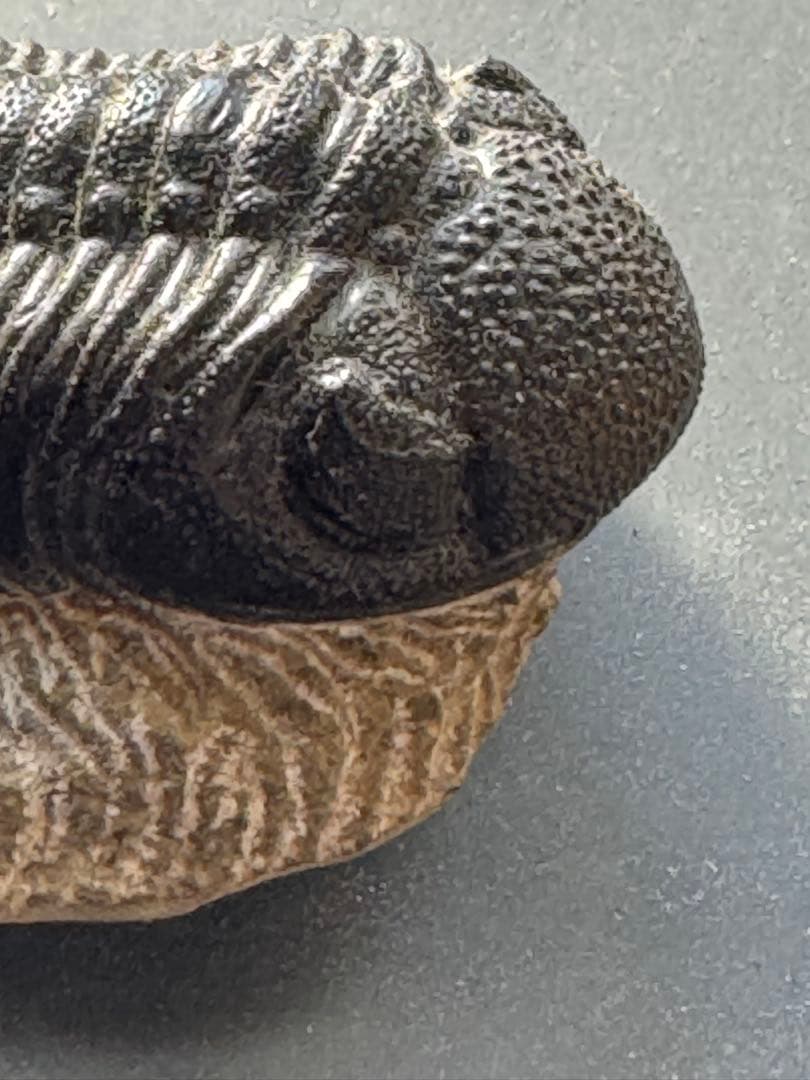 三葉虫 トリロバイト化石