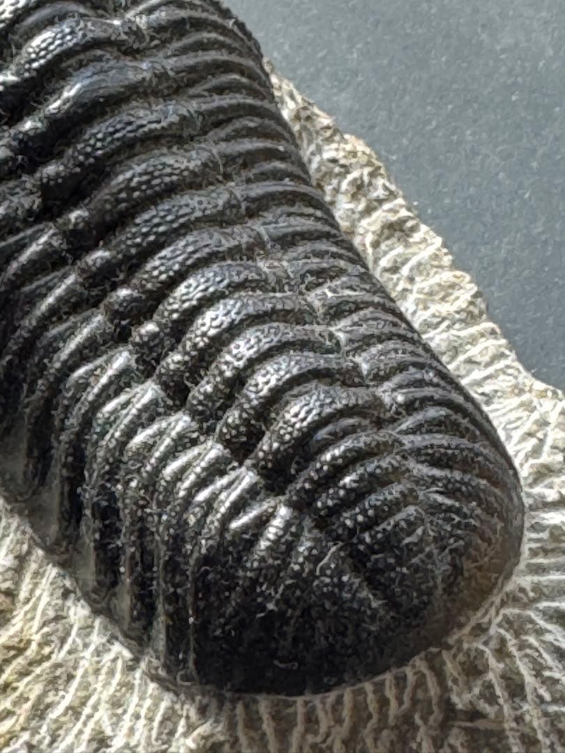 三葉虫 トリロバイト化石