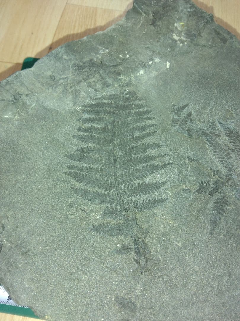 福島県産　シダ化石　大型標本　植物化石　美品