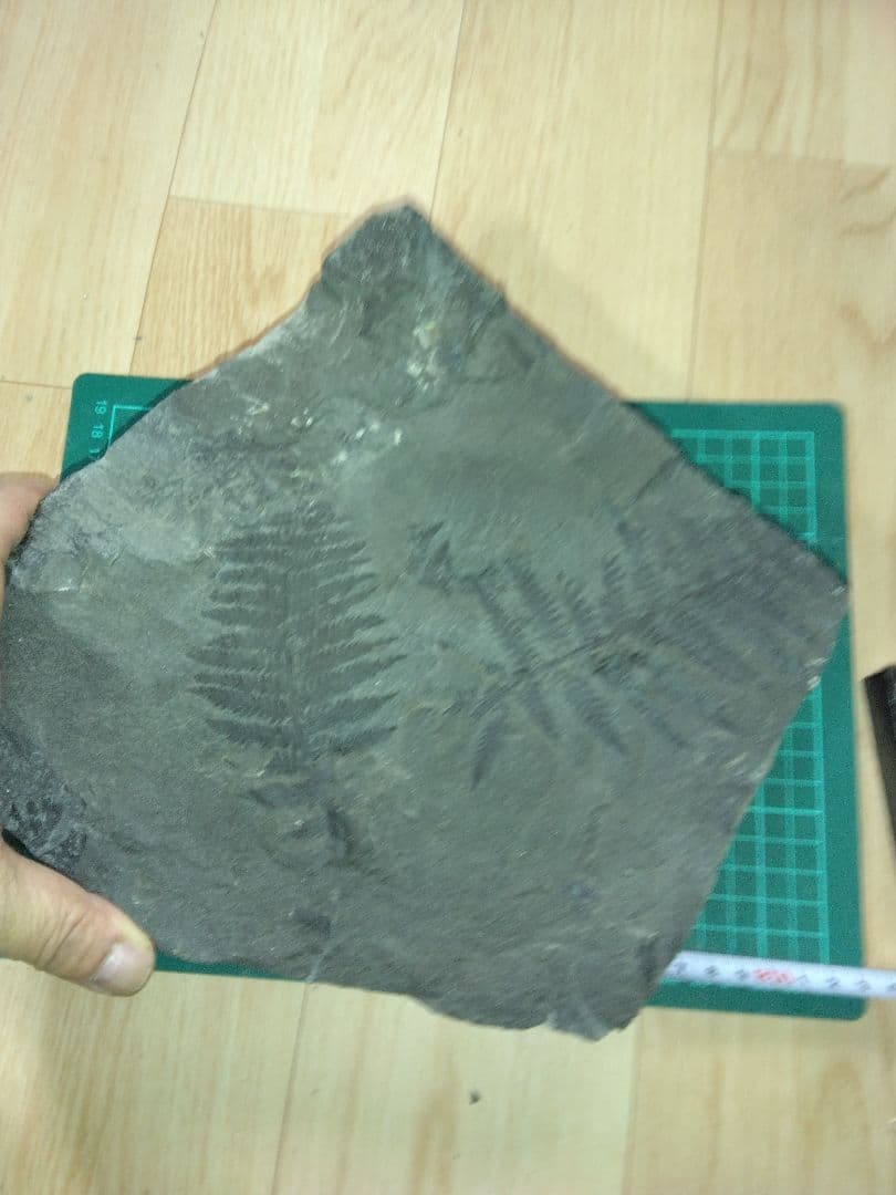 福島県産　シダ化石　大型標本　植物化石　美品