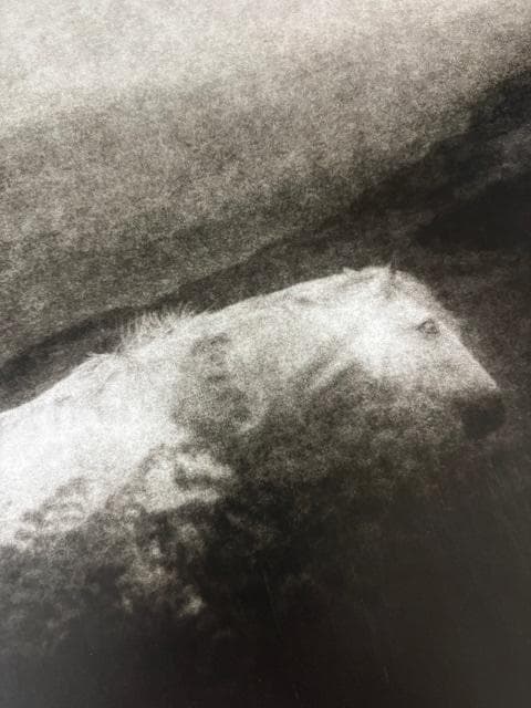 額装品/The Horse/トゥイヤ リンドストローム/ポスター/インテリア