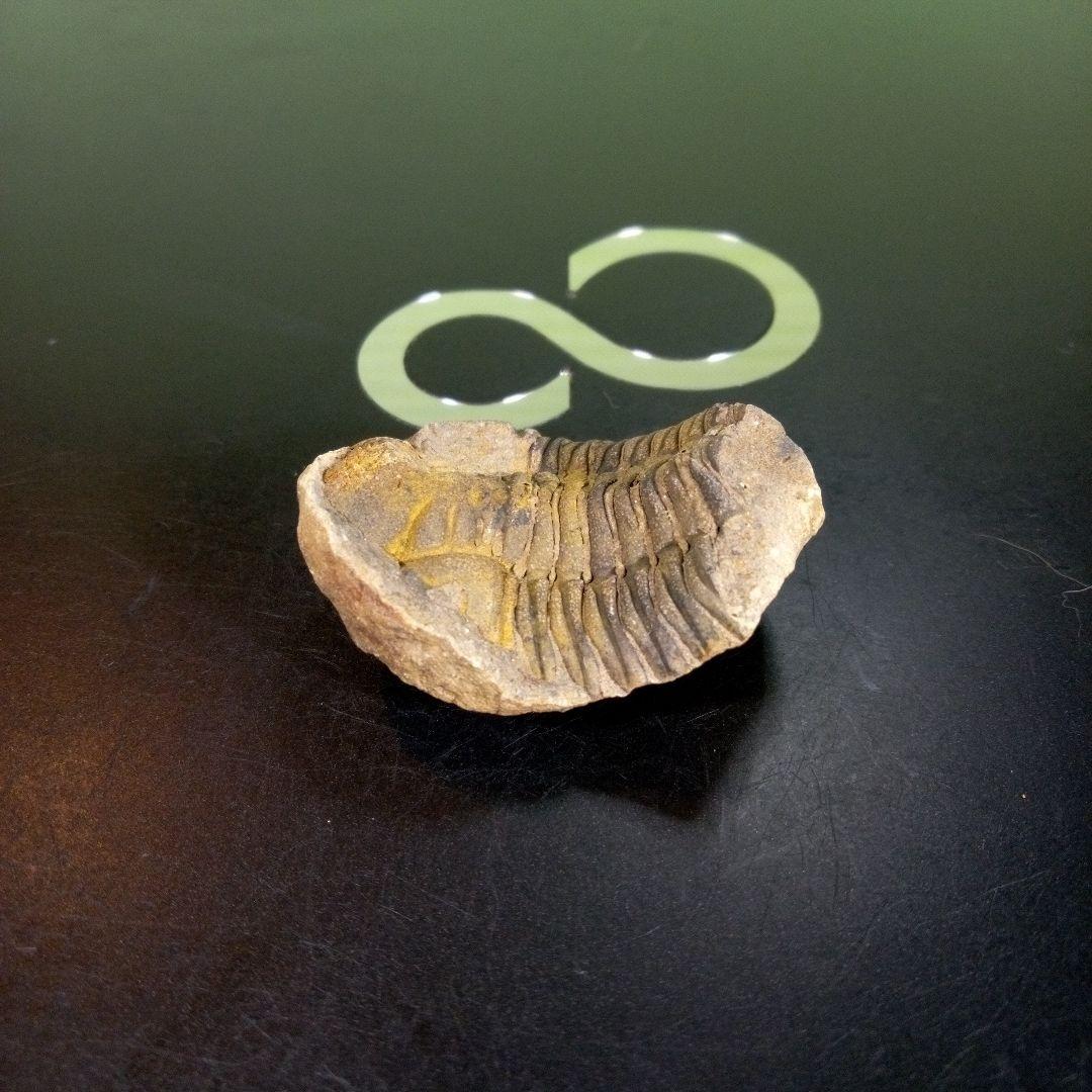 三葉虫　化石　fossil　ボリビア産　trilobite　海生動物識別⑤