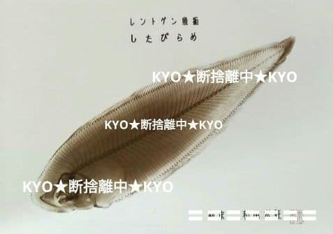 【一点物】　レントゲン魚拓　舌平目