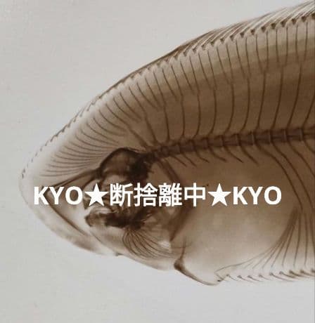 【一点物】　レントゲン魚拓　舌平目