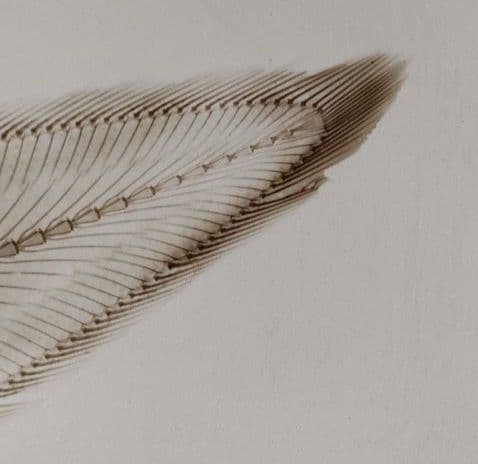 【一点物】　レントゲン魚拓　舌平目