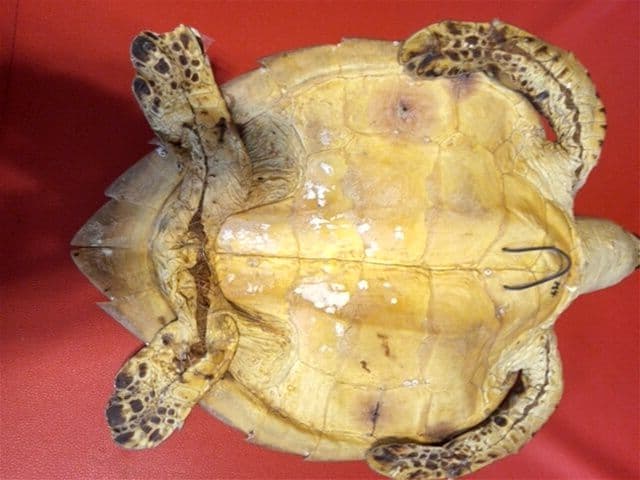 ベッコウ亀剥製　国際希少野生動植物種登録票付き　値引き可能