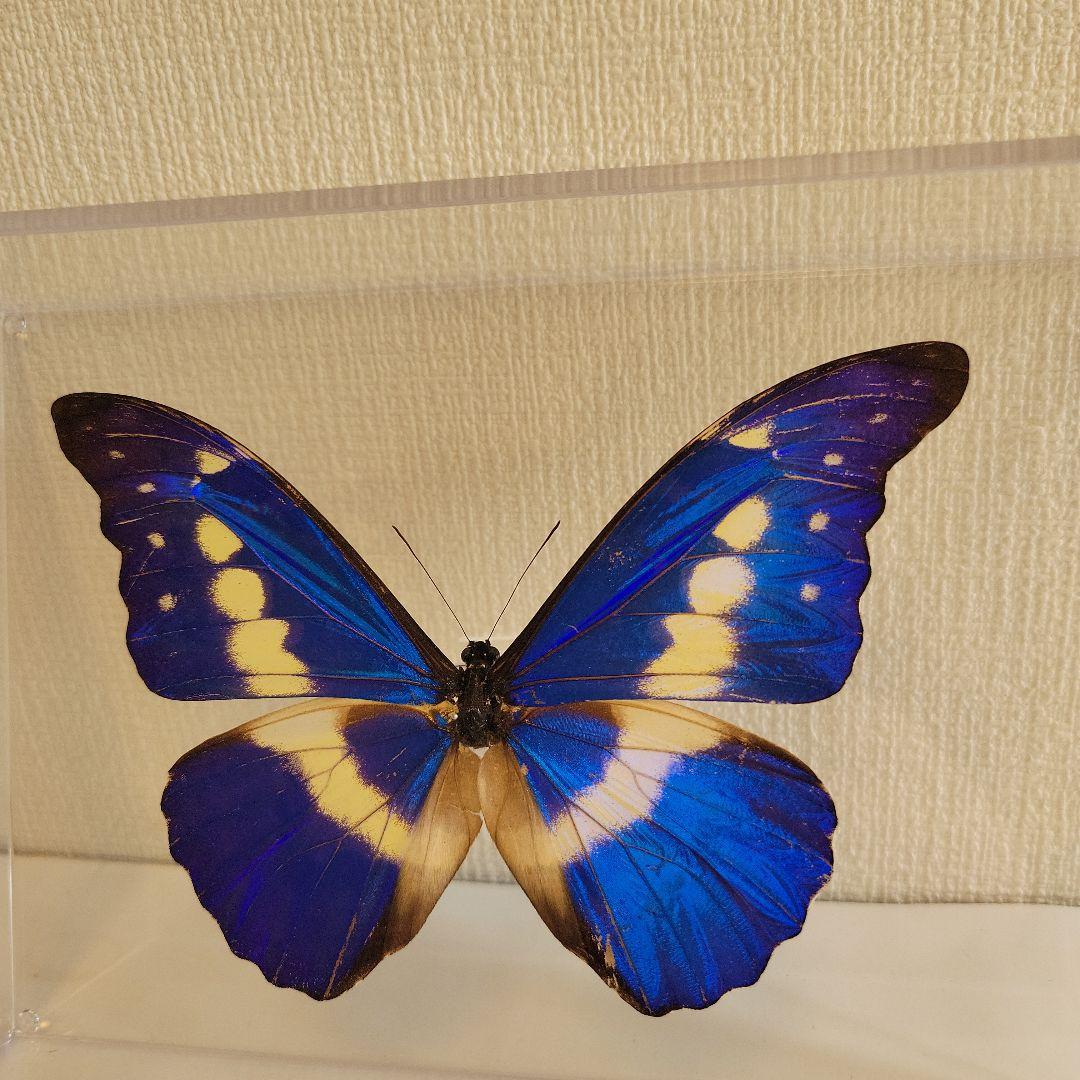 蝶の標本　モルフォチョウの王様（珍美）