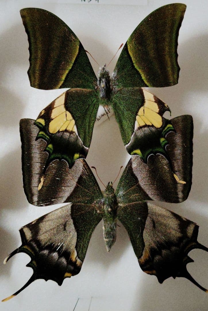 【蝶標本】テングアゲハ ペア！