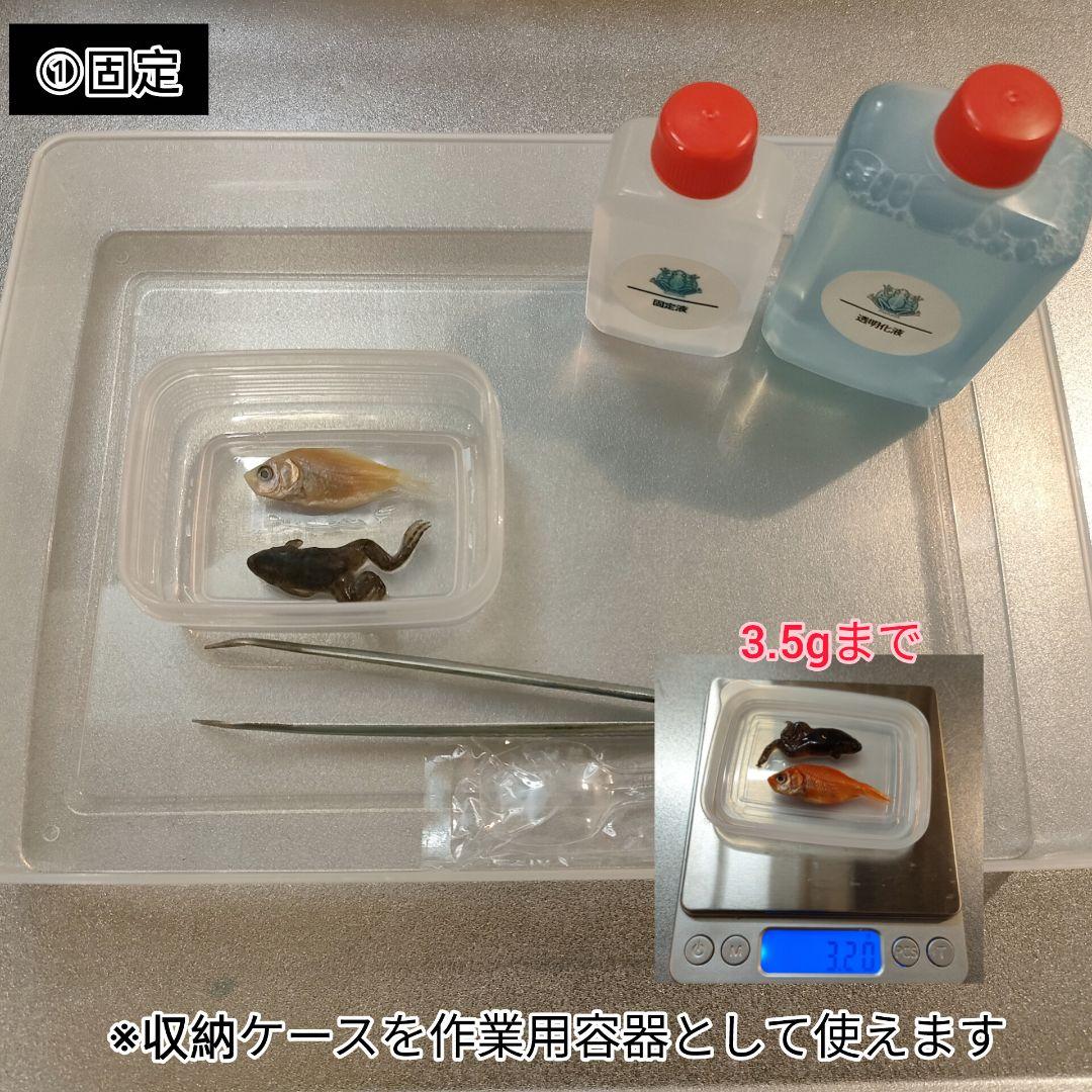 【透明標本作製キット】(上級) 20点　自由研究 学習教材 改良版