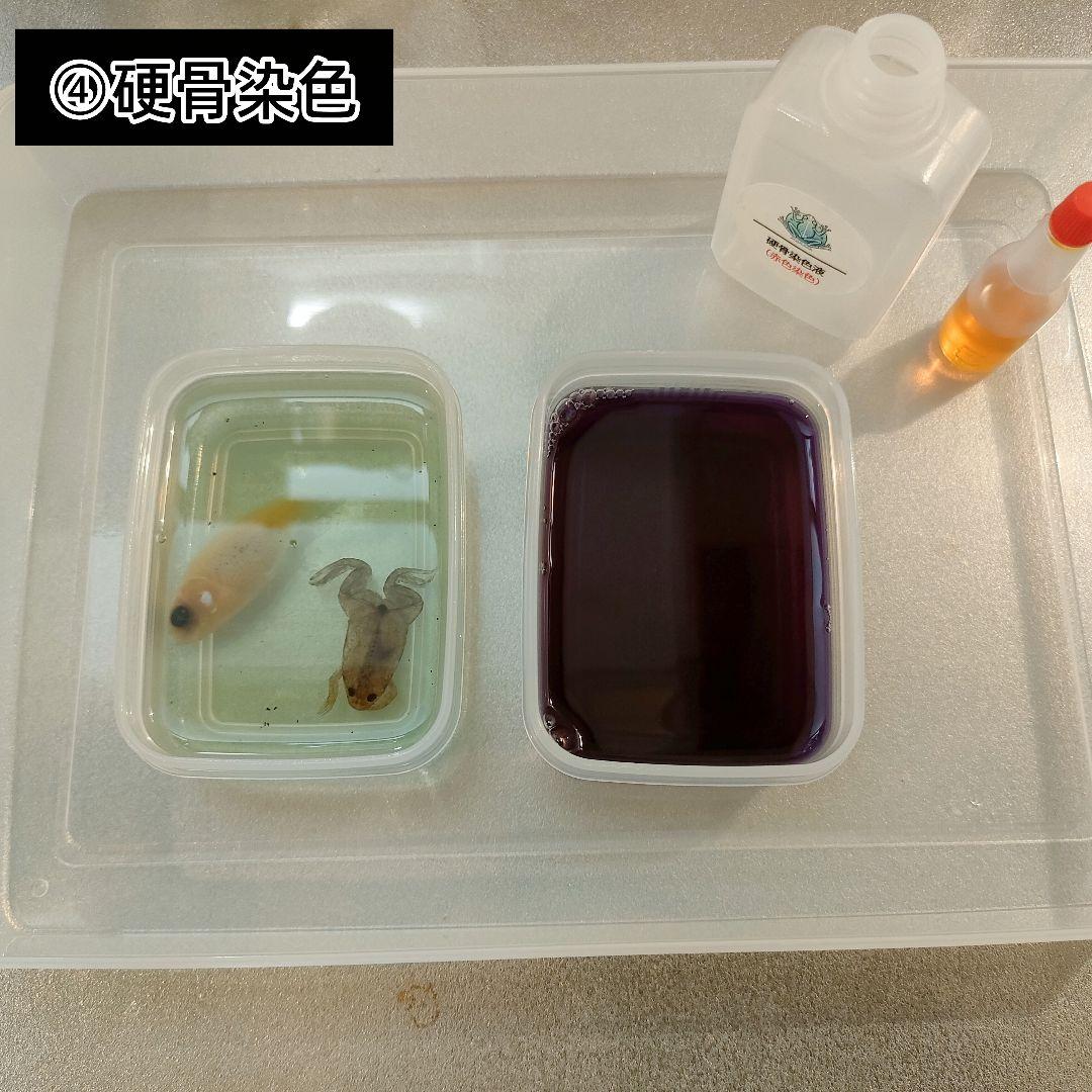 【透明標本作製キット】(上級) 20点　自由研究 学習教材 改良版