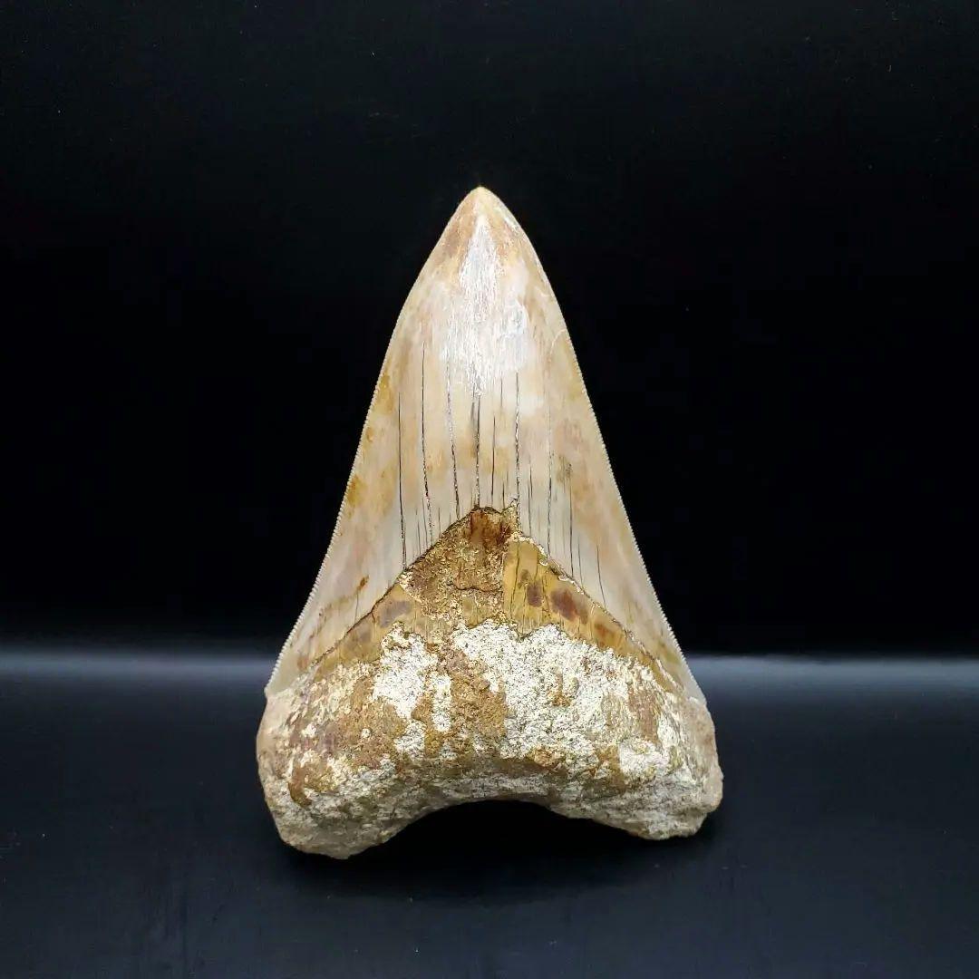 極上 メガロドン 歯 化石 本物 インドネシア 110.31mm mg18