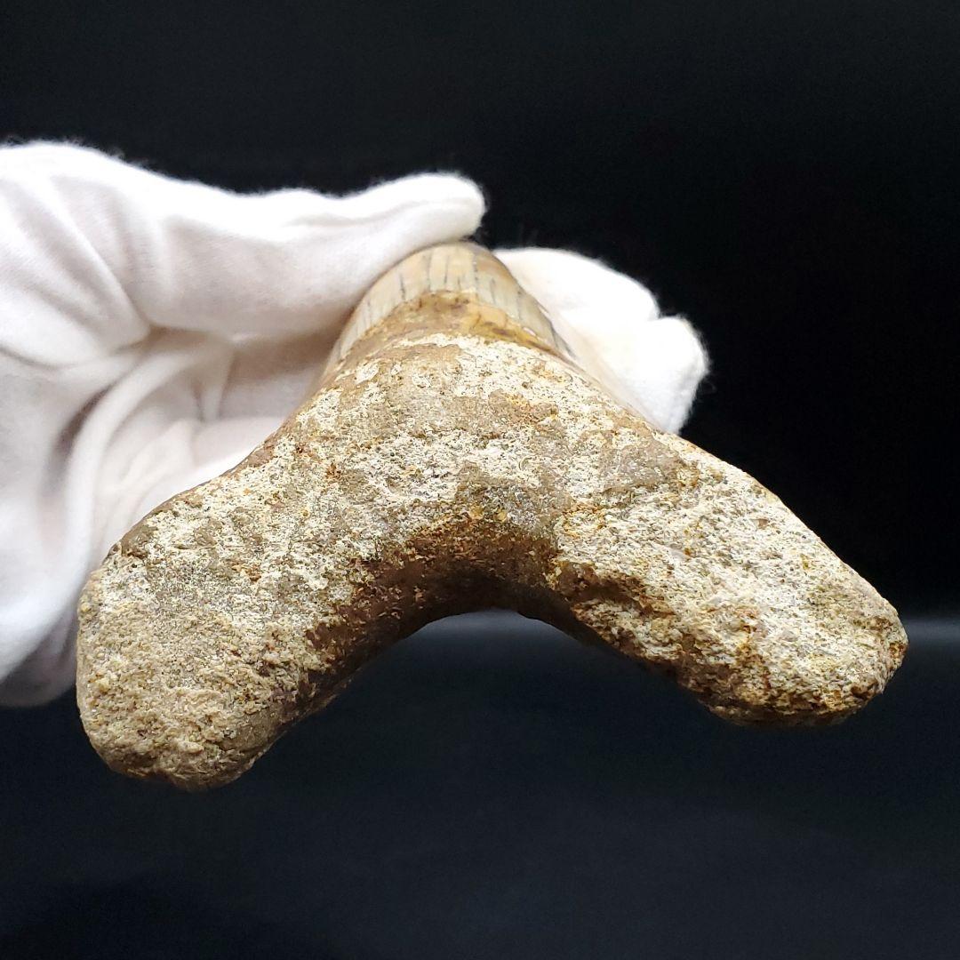 極上 メガロドン 歯 化石 本物 インドネシア 110.31mm mg18