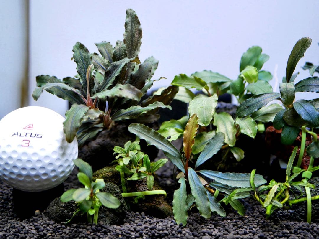 船長 ブセファランドラ１５種１５株、ボルビ、ピンナティフィダ７株計２２株