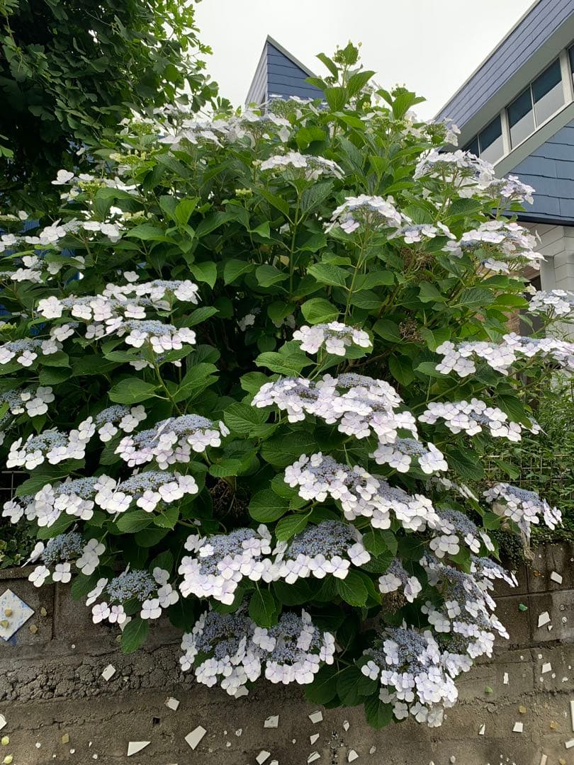 輪島塗の漆器。お菓子。お盆。