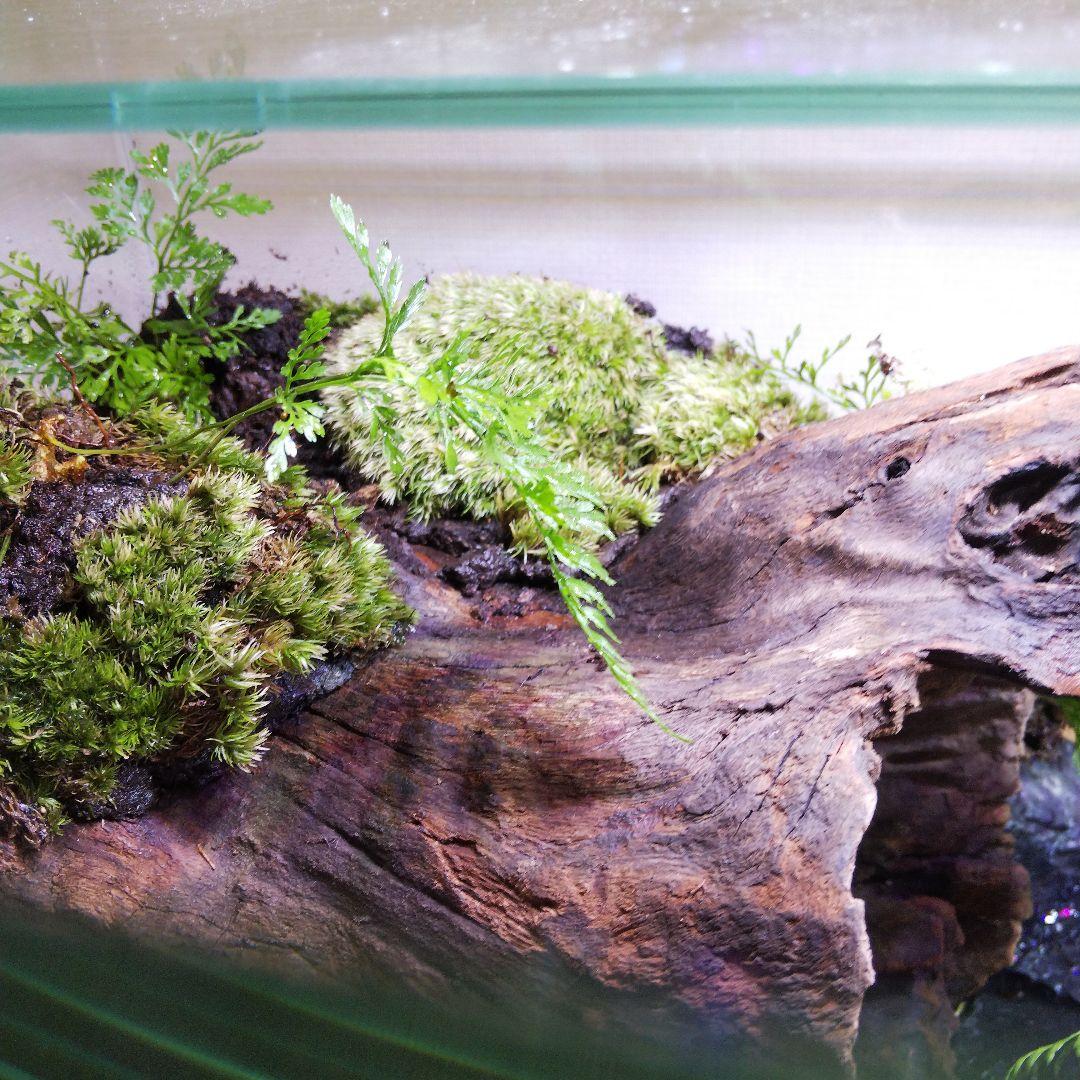 【完成品】滝のあるアクアテラリウム　イモリウム　苔テラリウム　アクアテラリウム