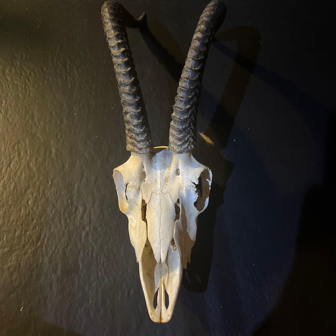 アンテロープ　頭骨 標本 インテリア装飾