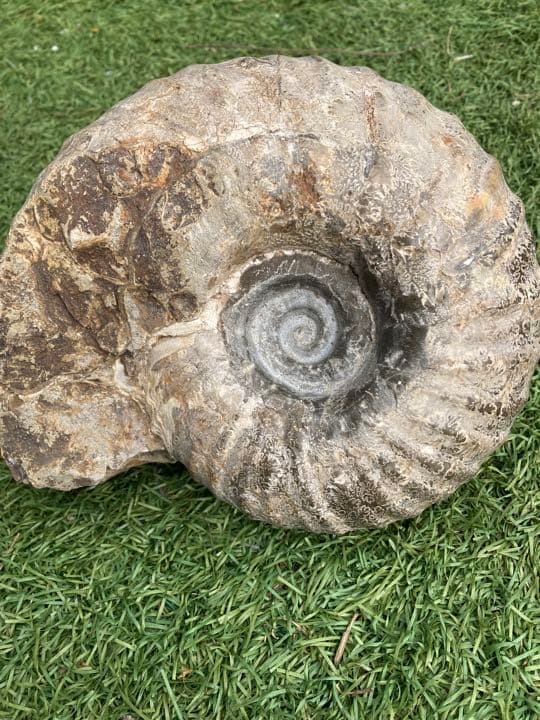 北海道産アンモナイト(中川地方産)１８センチ