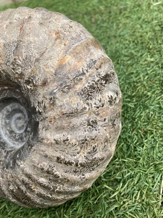 北海道産アンモナイト(中川地方産)１８センチ