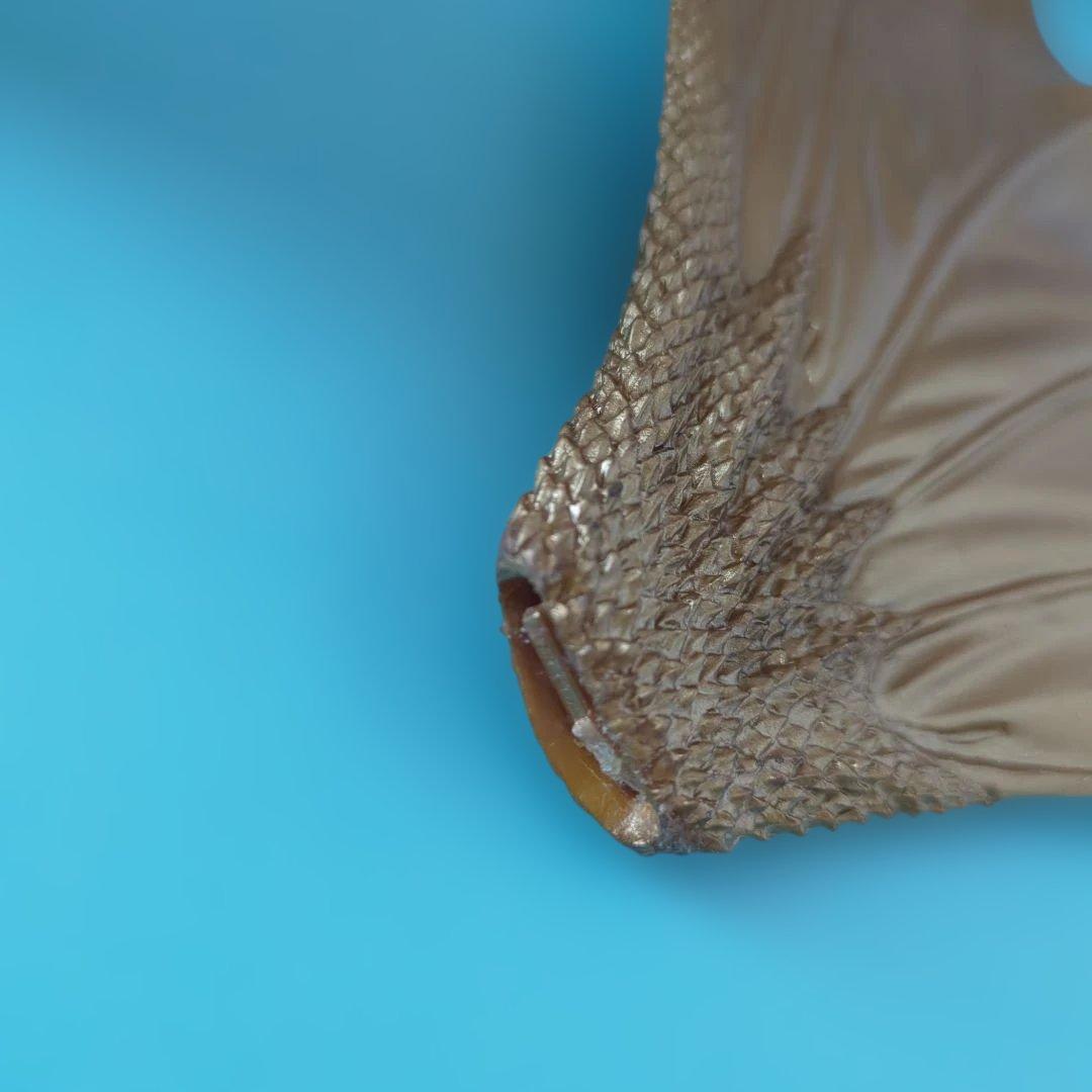 S.H.Monsterartsモンスターアーツ キングギドラ ※ジャンク品※