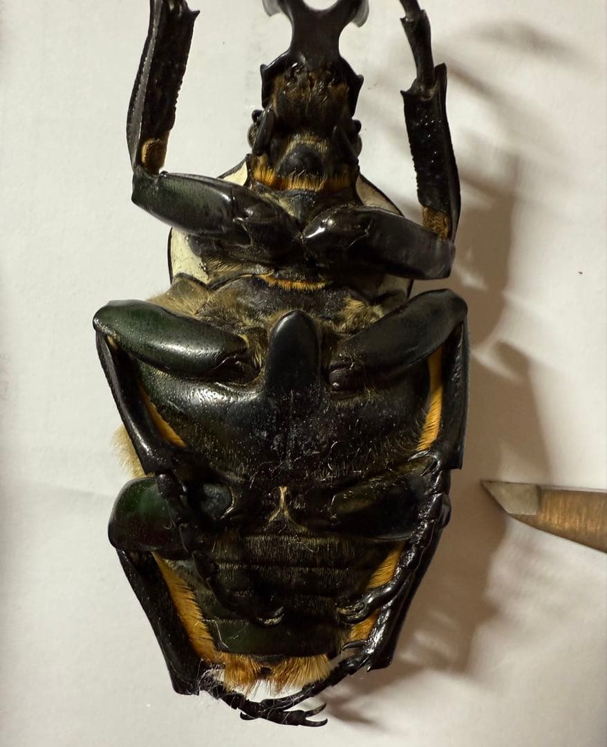 昆虫標本　カメルーン　ゴライアスオオツノハナムグリ　約100mm M1