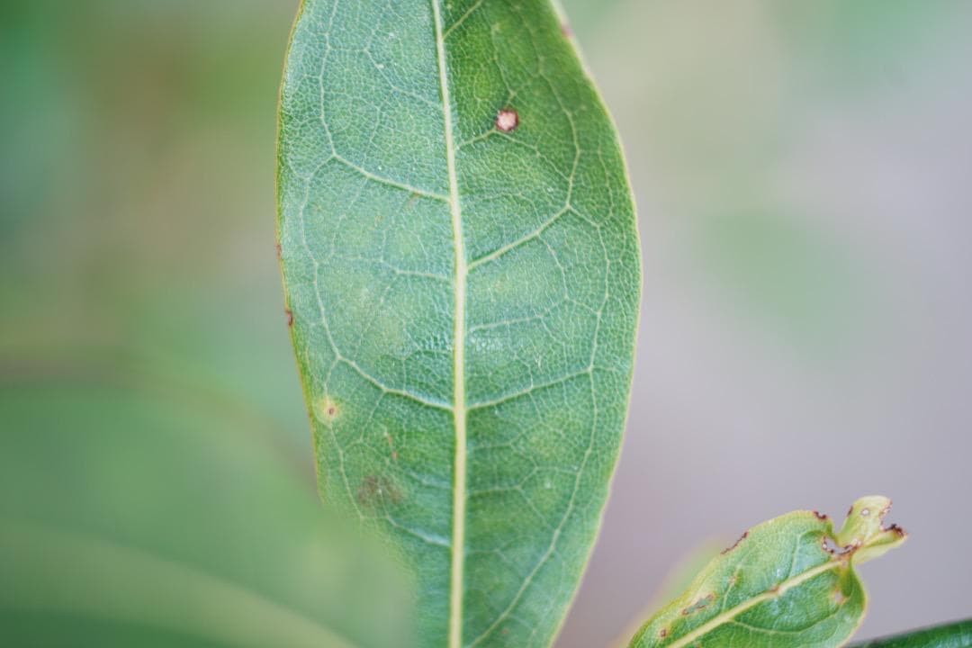 レンズ(単焦点) Carl Zeiss Makro Planar 60mm F2.8 C mmj