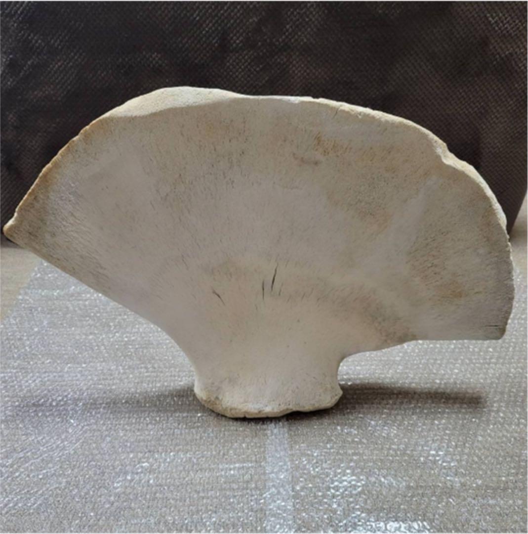 鯨の骨