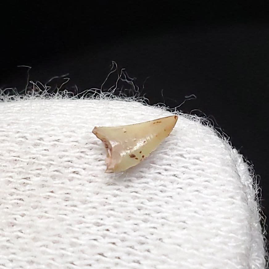 博物館級 ケラトサウルス 化石 歯 恐竜 ポルトガル産 5.36mm fr79