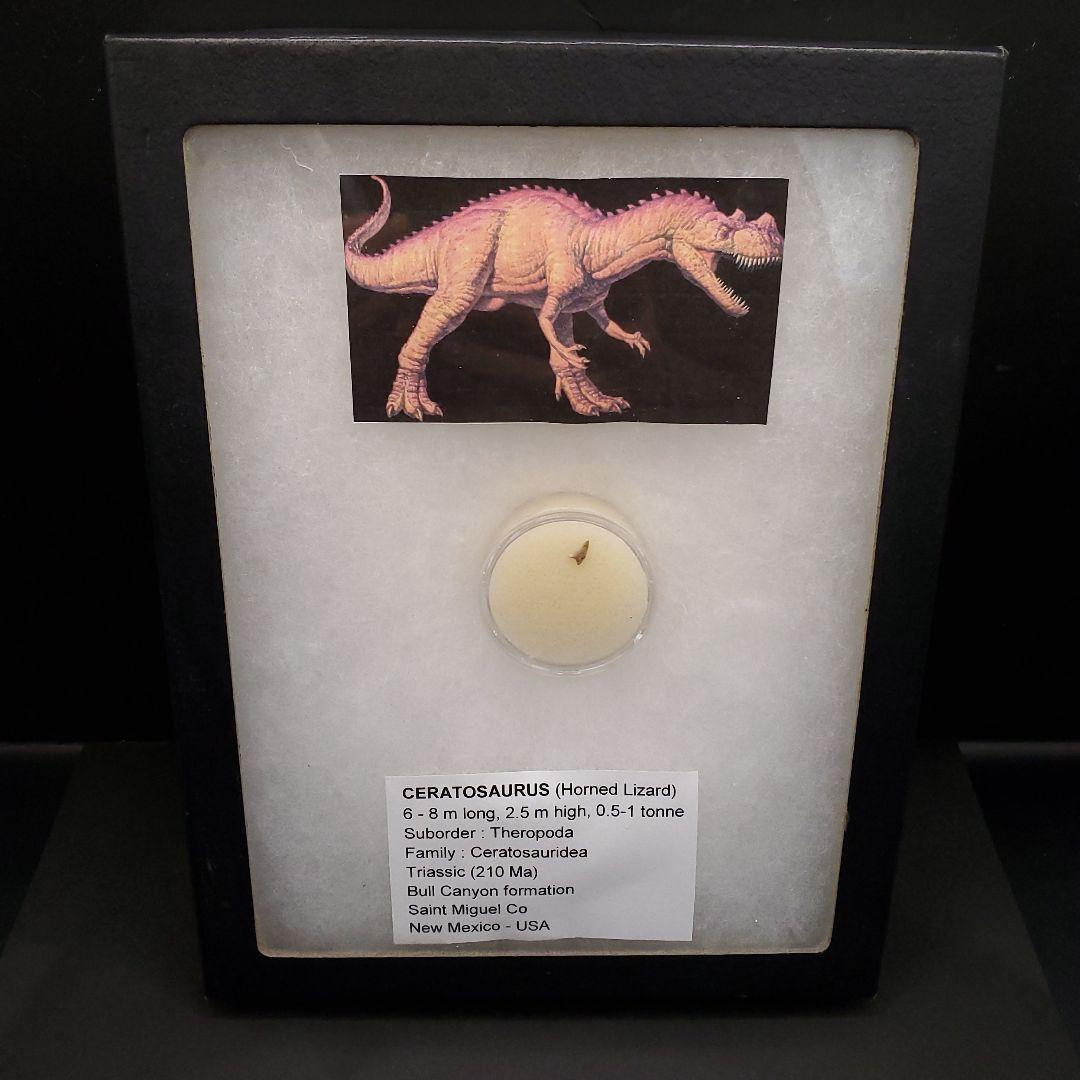 博物館級 ケラトサウルス 化石 歯 恐竜 ポルトガル産 5.36mm fr79