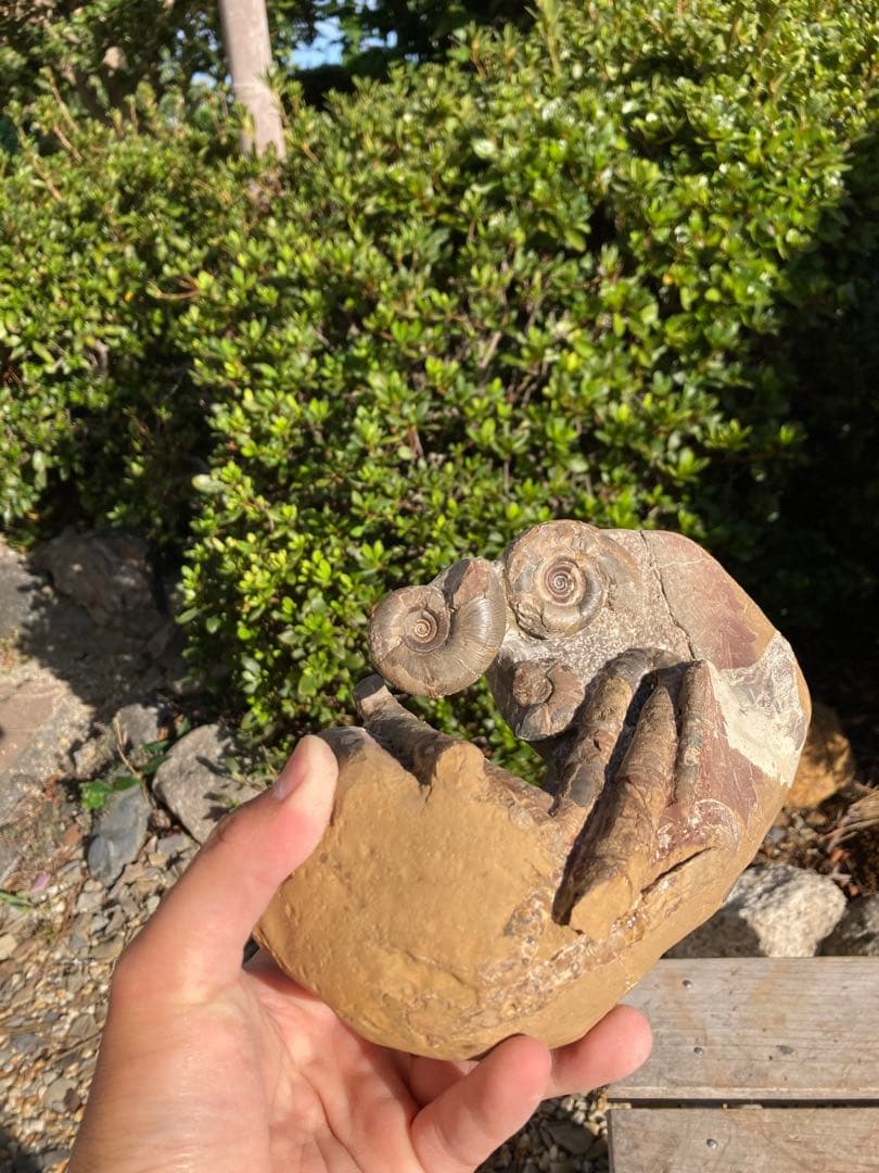 北海道　アンモナイト　/ 化石　恐竜