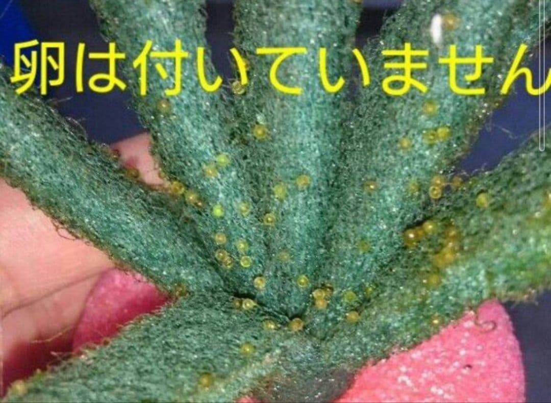 Mami☆出品　ピンクなし　270個