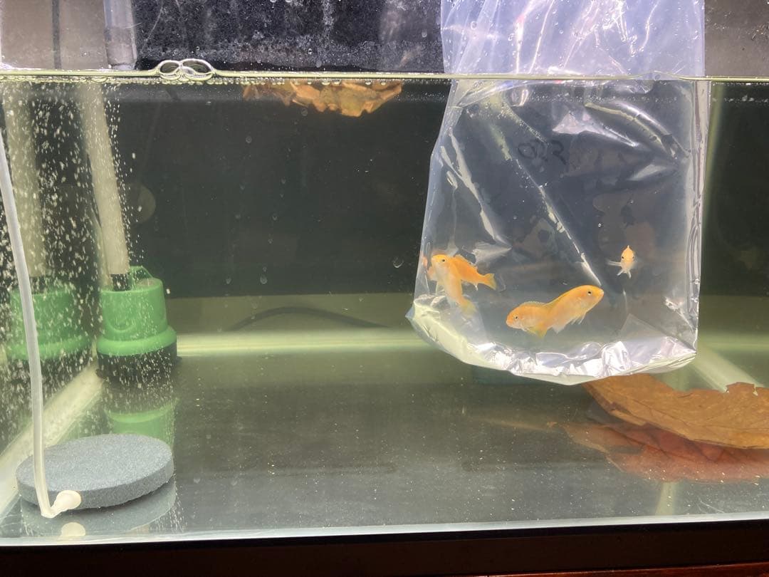 20Lろ材水質浄化抜群濾過フィルター自社製高品質セラミックリング送料込み