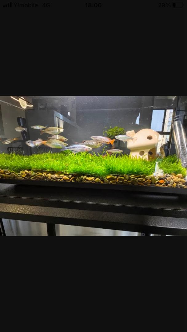 20Lろ材水質浄化抜群濾過フィルター自社製高品質セラミックリング送料込み