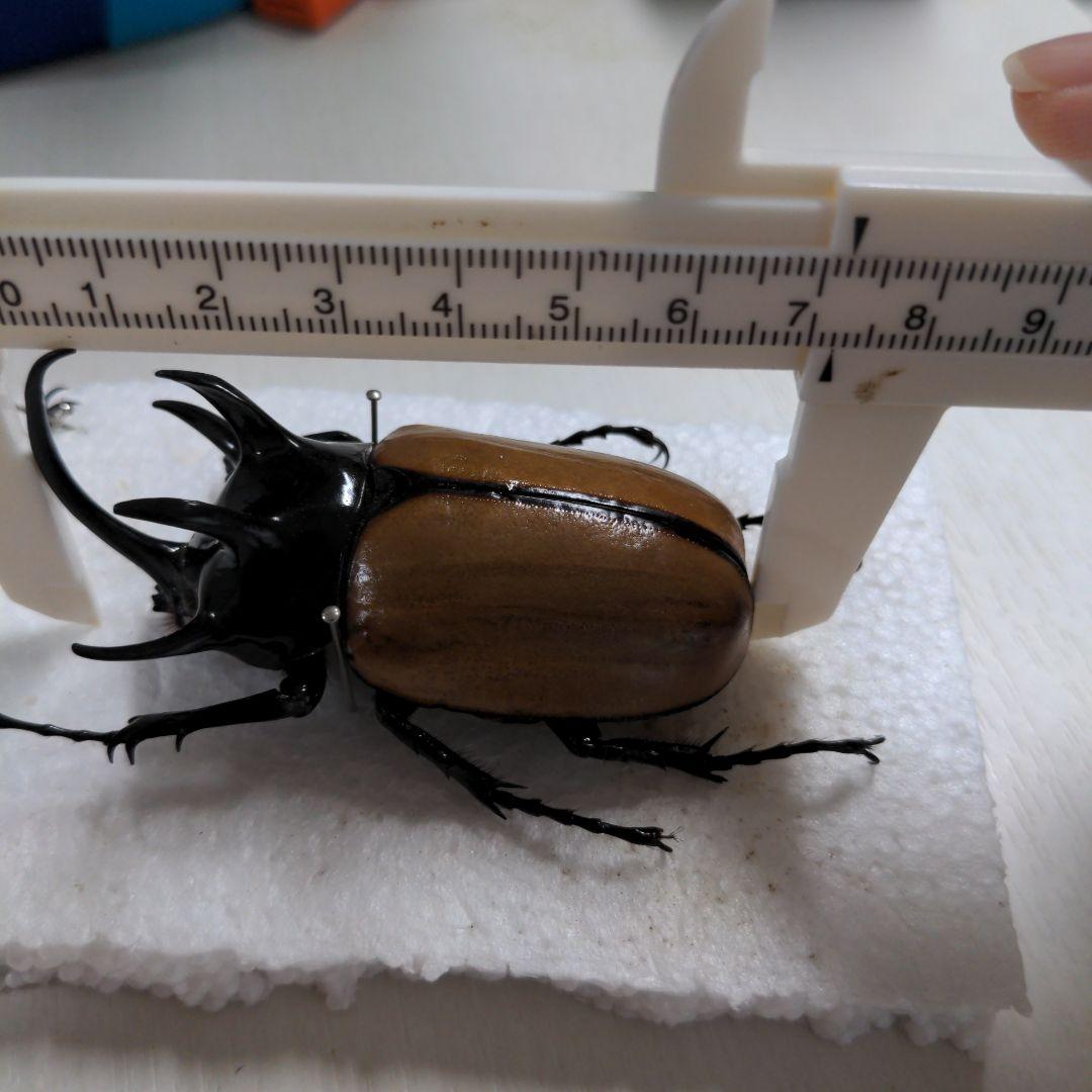 クワガタ、カブト虫標本セット