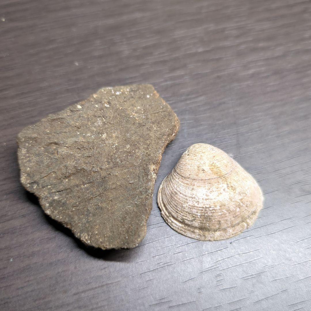 縄文土器と貝塚の貝