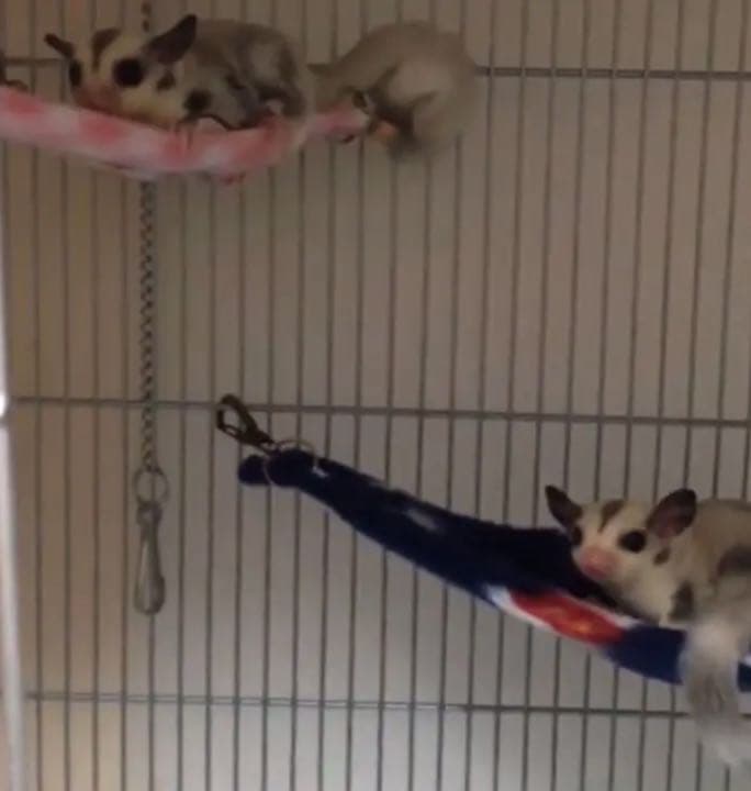 三角コーナーハンモック（雪の結晶）     ポーチ