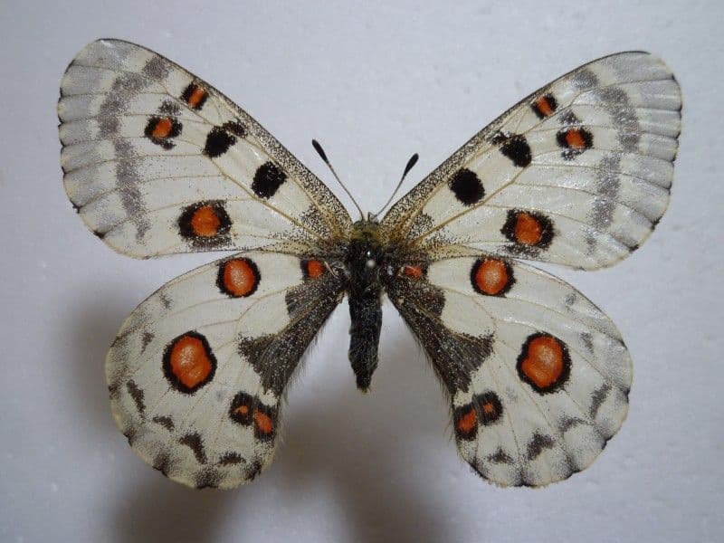 【外国産蝶標本】オオアカボシウスバ♀/甘粛省.金昌産/66mm