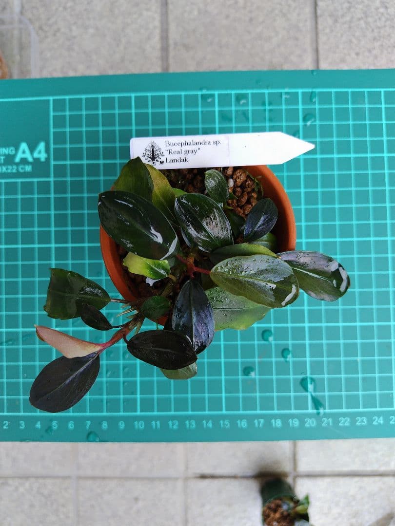 ブセファランドラ　リアルグレイ　‘’Landak‘’　水上葉