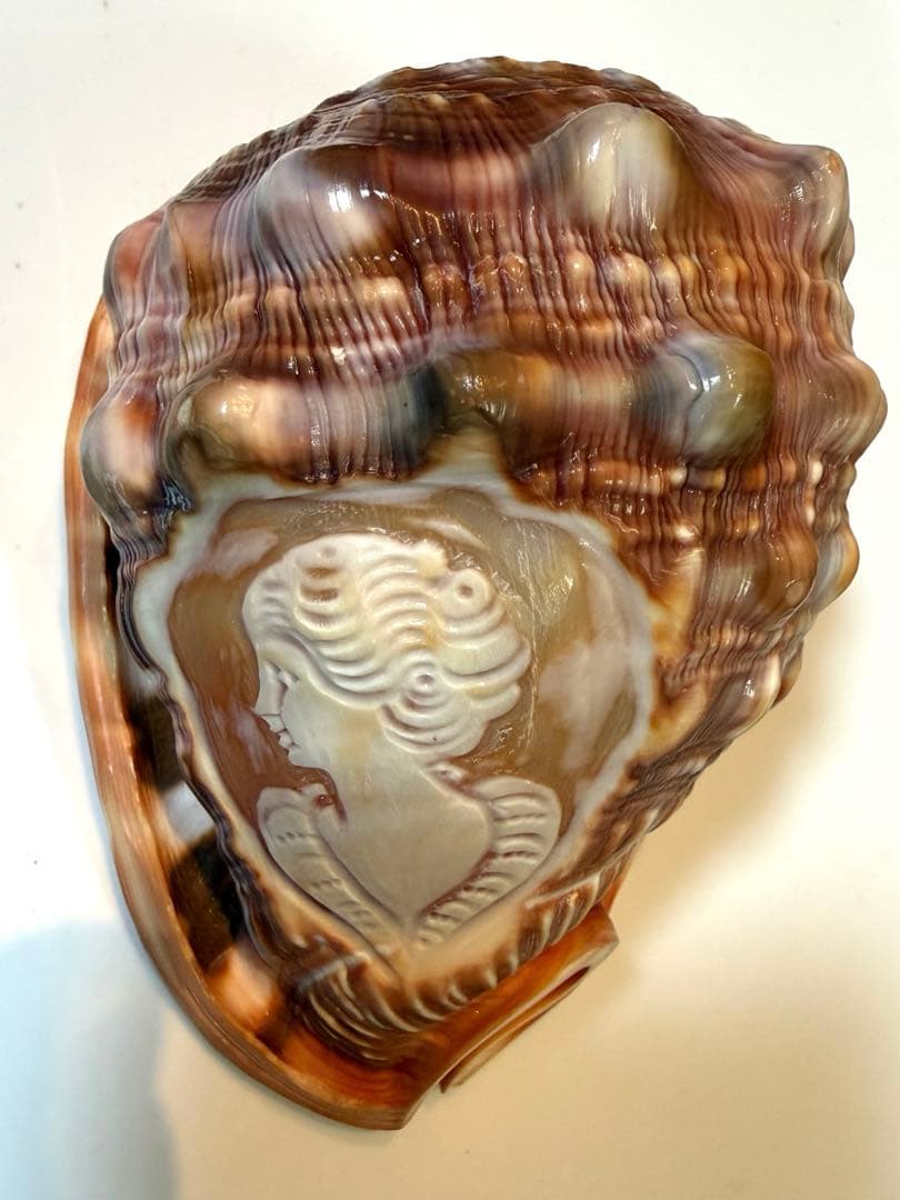 シェル カメオ インテリア 置物 ディスプレイ ①