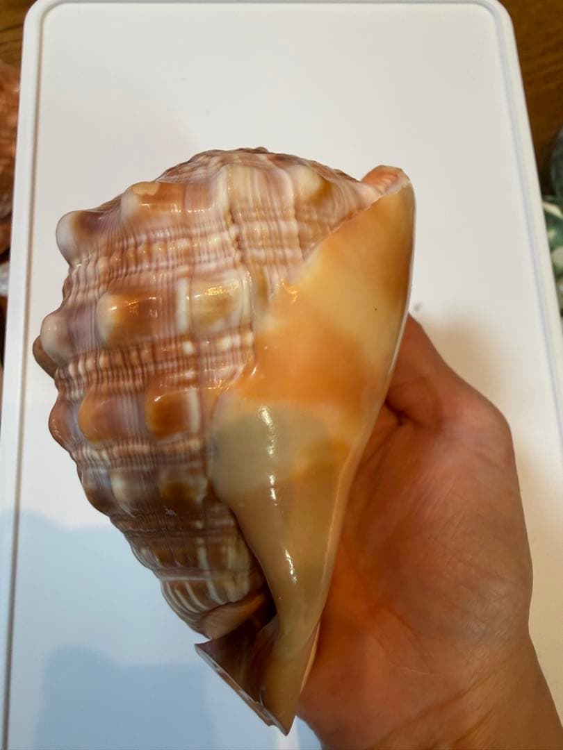 シェル カメオ インテリア 置物 ディスプレイ ①