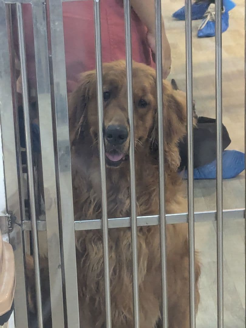 激レア！高級プラクルアン＆呪物おまとめセット！…兼要望用！