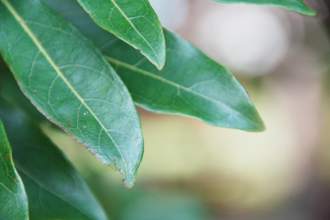 極上美品★ニコン 18-200mm VR II 便利ズーム 手ぶれ補正 173