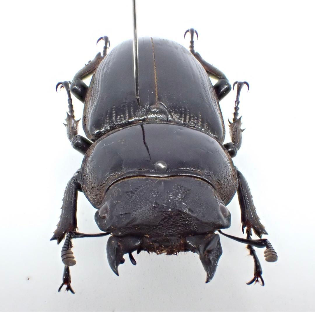 標本　タイワンオオクワガタ　雌雄モザイク　ブリード品