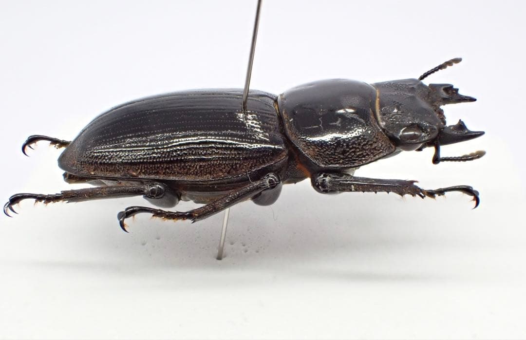 標本　タイワンオオクワガタ　雌雄モザイク　ブリード品