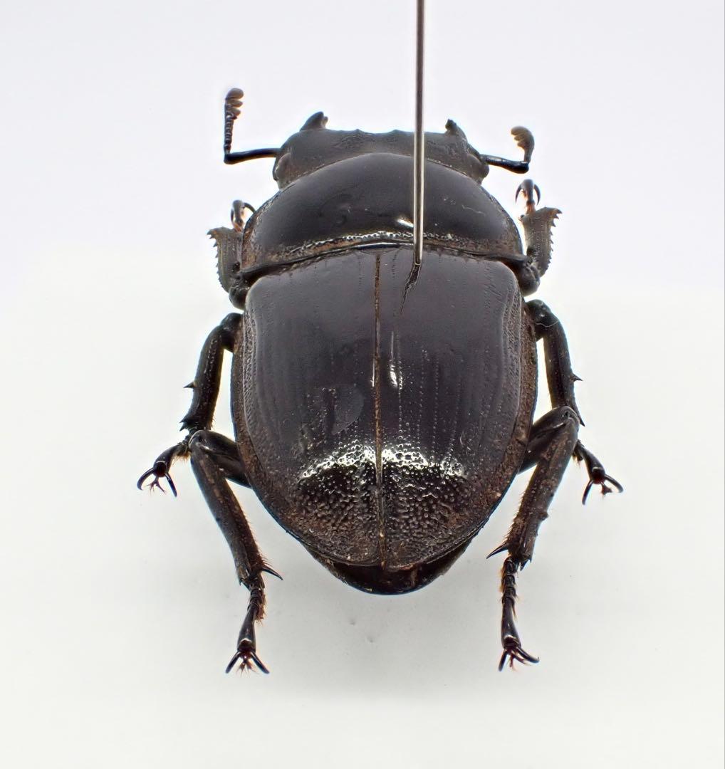 標本　タイワンオオクワガタ　雌雄モザイク　ブリード品