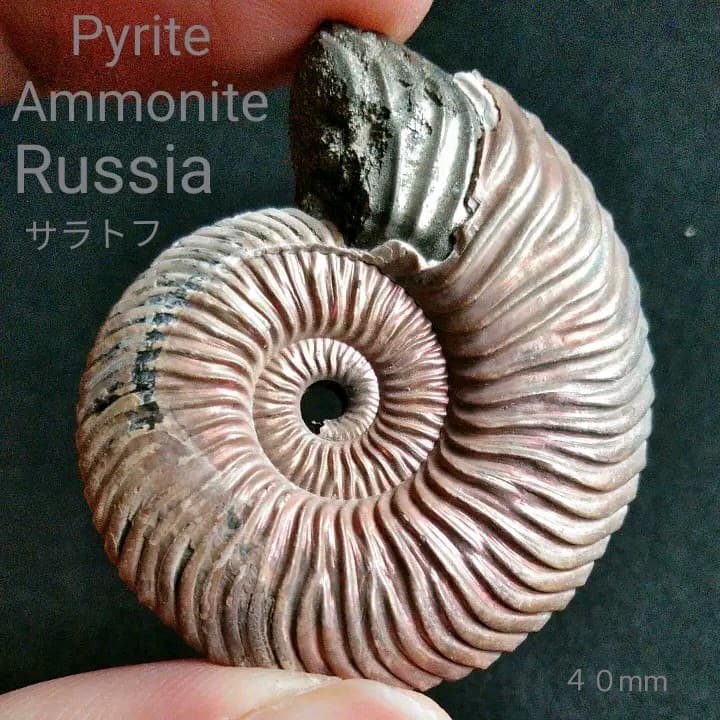 化石　骨格　標本　アンモナイト　美麗　40mm