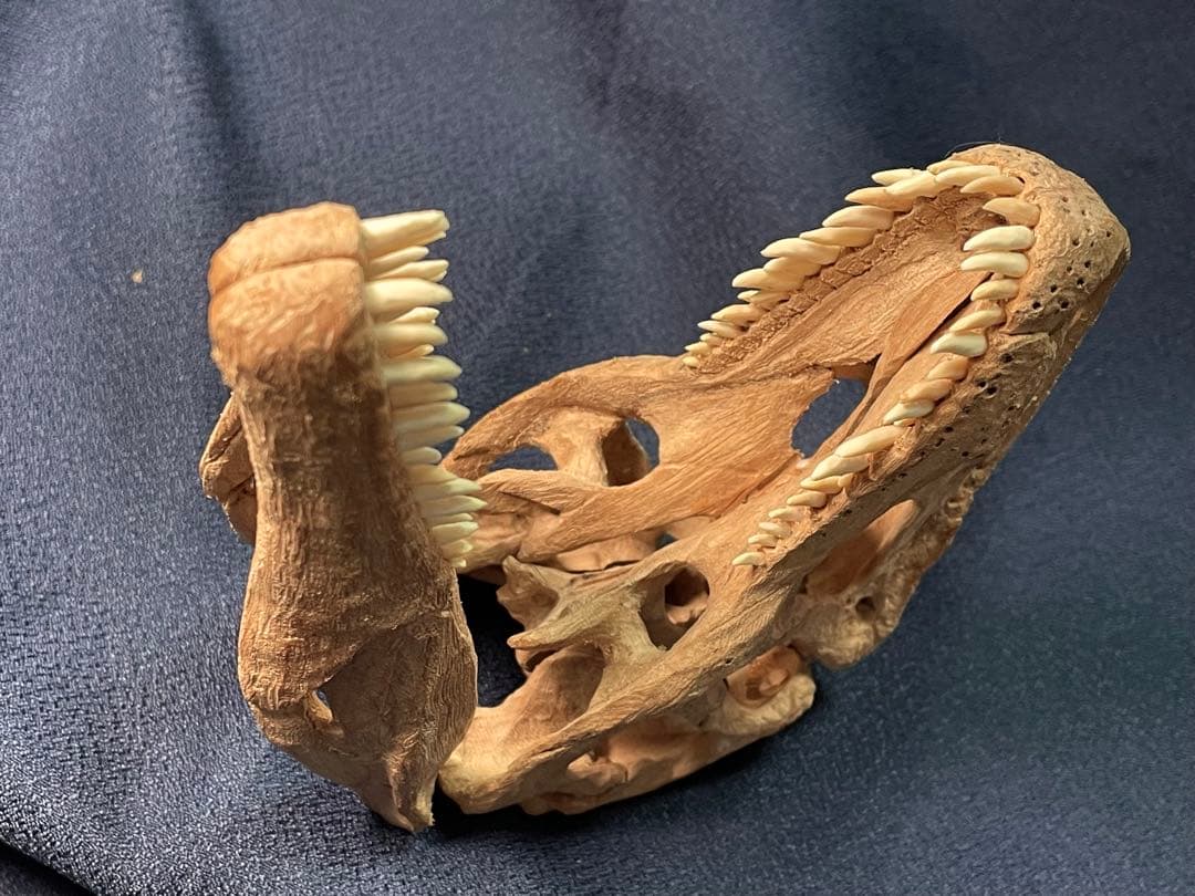 木彫　恐竜　アロサウルス頭骨模型　1/10スケール