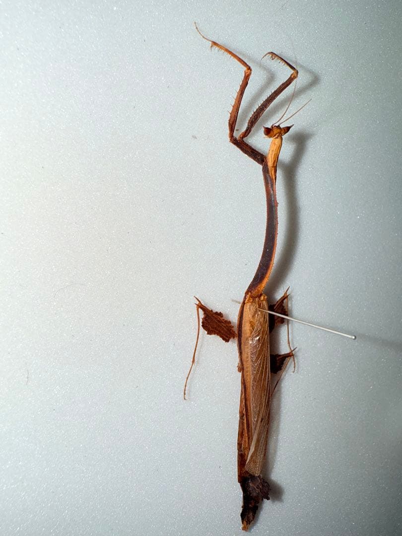 【標本】オオエダカレハカマキリ