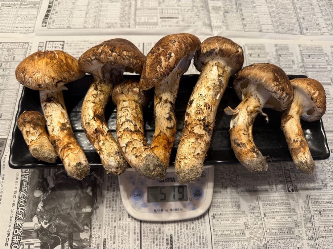 松茸　北海道　500g 訳あり　送料込　国産　①